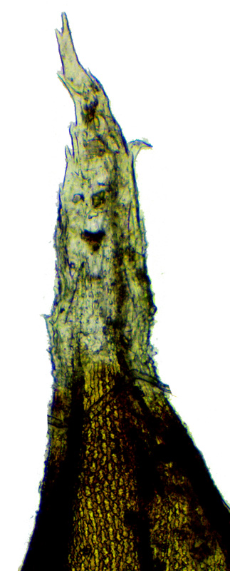 Racomitrium panschii